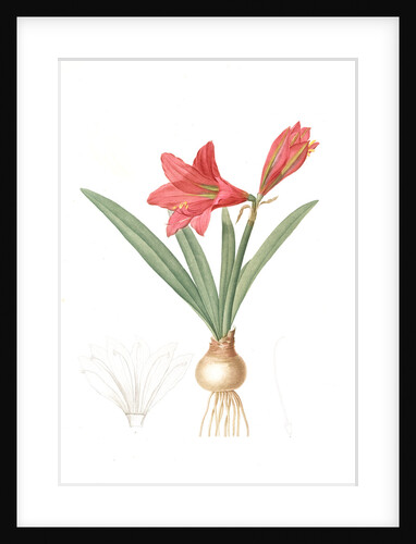 Amaryllis reginae, Hippeastrum Reginae; Amaryllis de la reine, Mexican Lily by Pierre Joseph Redouté