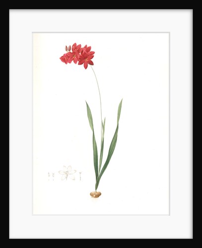 Ixia filiformis, Ixia patens; Ixia filiforme, Spreading-flowered Ixia, Crimson Ixia by Pierre Joseph Redouté