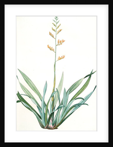 Phormium tenax, Phormium tenax; Phormium lin de la Nouvelle-Zèlande; New Zealand Faux by Pierre Joseph Redouté