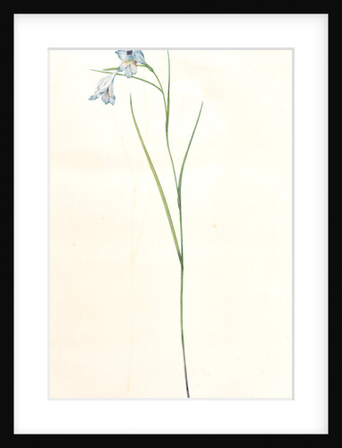 Gladiolus gracilis, Gladiolus scaber; Glaïeul effilé by Pierre Joseph Redouté