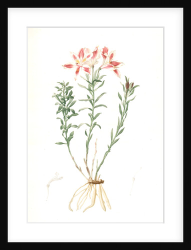 Alstroemeria Pelegrina, Lily of Lima, Peruvian Lily by Pierre Joseph Redouté