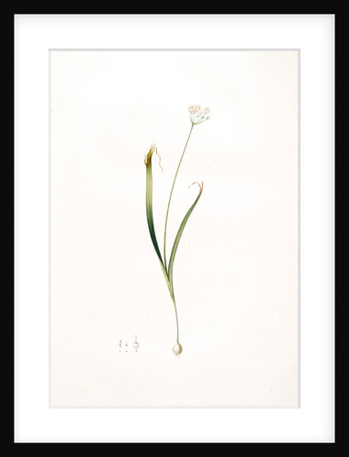Allium brachystemon, Allium subhirsutum; Ail à petites étamines, Hairy garlic by Pierre Joseph Redouté