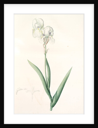 Iris Swertii, Iris de Swert, Tall bearded Iris by Pierre Joseph Redouté