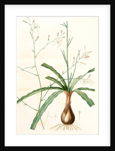 Scilla Pomeridiana, Chlorogalum pomeridianum; Scille de l'après-midi by Pierre Joseph Redouté