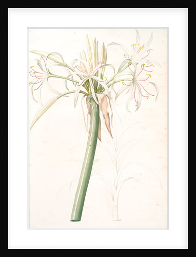 Crinum taitense, Crinum pedunculatum, Swamp Lily by Pierre Joseph Redouté