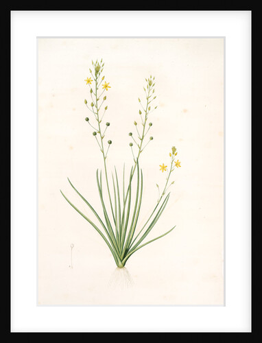 Anthericum annum, Anthéric annuel, Annual ST. Bernard's Lily by Pierre Joseph Redouté