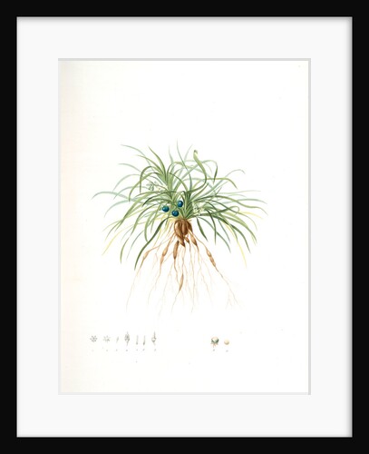 Convallaria japonica, Ophiopogon japonicus; Muguet du Japon; Dwarf Lily-turf, Mondo grass; Liriope by Pierre Joseph Redouté