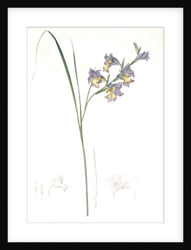 Gladiolus ringens, Gladïeul en gueule by Pierre Joseph Redouté