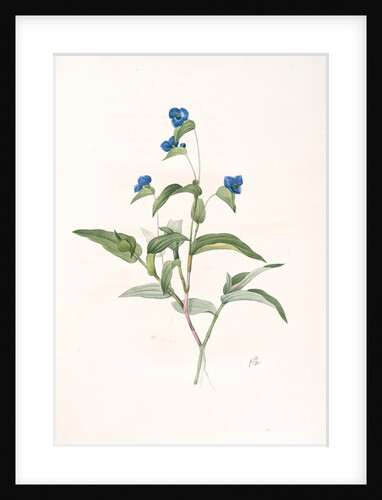Commelina dubia, Commèline douteuse; Mexican Day-flower by Pierre Joseph Redouté