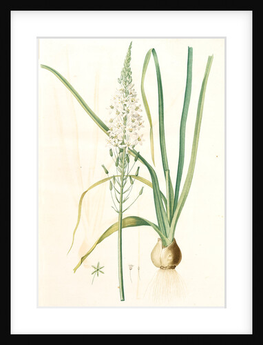 Ornithogalum pyramidale, Ornithogalum narbonense, Soap plant; Soap root; Amole by Pierre Joseph Redouté