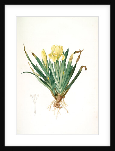 Iris lutescens, Iris jaunâtre, Petit iris by Pierre Joseph Redouté