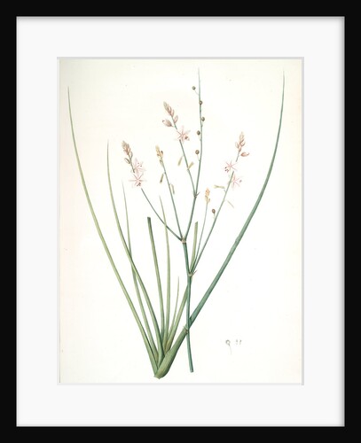 Asphodelus fistulosus, Asphodèle fistuleux, Onionweed by Pierre Joseph Redouté
