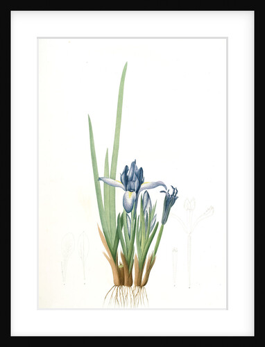 Iris triflora, Iris ensata; Iris à trois fleurs, Japanese Iris by Pierre Joseph Redouté