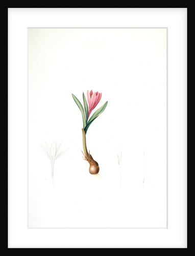 Bulbocodium vernum, Bulbocode printanier, Spring Meadow Saffron by Pierre Joseph Redouté