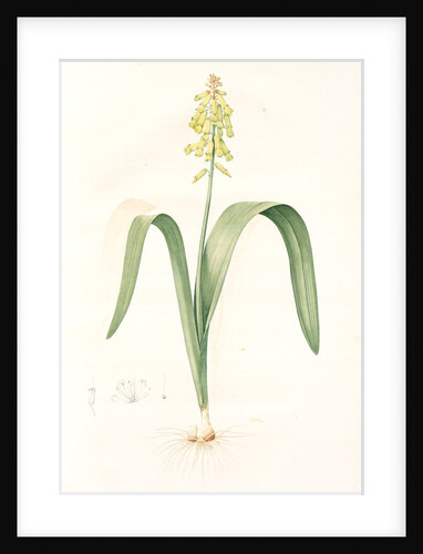 Lachenalia luteola, Lachenalia tricolor; Lachenale jaunâtre, Yellow-flowered lachenalia by Pierre Joseph Redouté