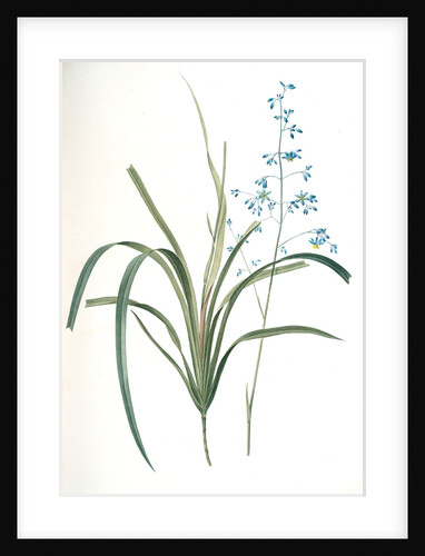Dianella caerulea, Dianelle bleue, Blue Dianella Cerulean flaxlily; Flax Lily by Pierre Joseph Redouté