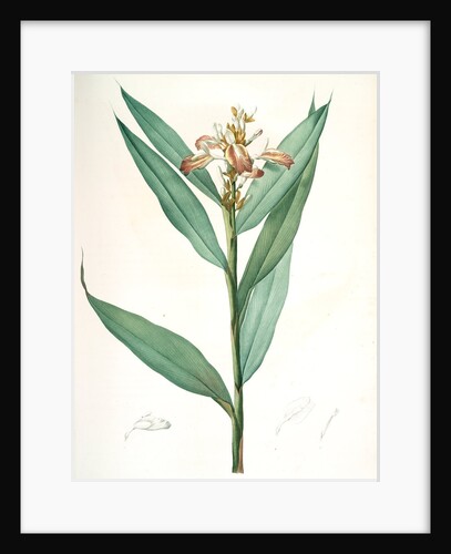 Globba erecta, Alpinia calcarata; Globée droite; Indian Ginger by Pierre Joseph Redouté