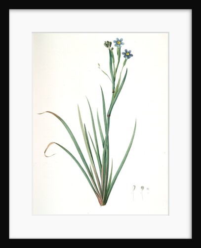 Sisyrinchium Bermudiana, Sisrinche bermudienne, Blue-eyed grass by Pierre Joseph Redouté