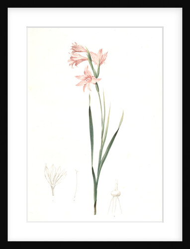 Gladiolus carneus, Fladieul couleur de chair, Flesh-colored sword lily by Pierre Joseph Redouté