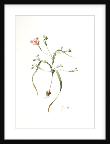 Moraea sordescens, Moraea tristis; Morée négligée, Dull-coloured Flag; Butterfly iris; Natal lily by Pierre Joseph Redouté
