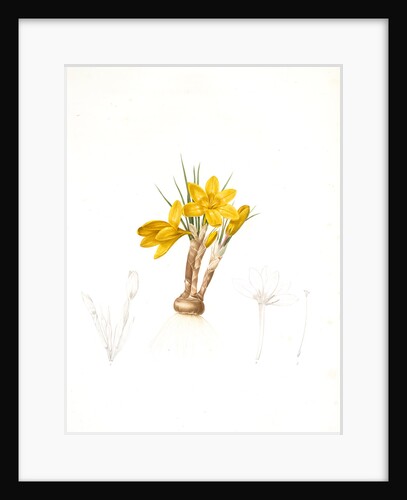 Crocus luteus, Crocus aureus by Pierre Joseph Redouté