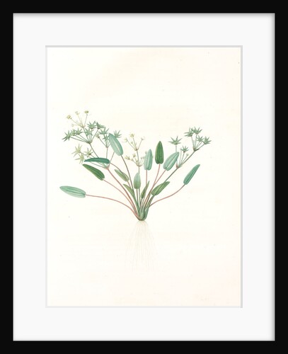 Alisma Damasonium, Fluteau d'étoile, Thrumwort by Pierre Joseph Redouté