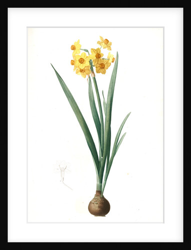 Narcissus Tazetta, Narcissus dubius; Narcisse douteux; Polyanthes Narcissus, cream narcissus; bunch flowered narcissus by Pierre Joseph Redouté