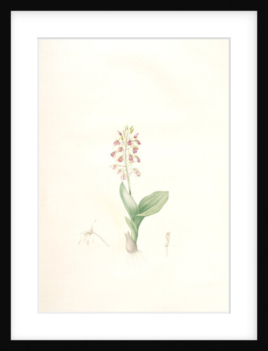 Ophrys lilifolia, Liparis liliifolia; Ophrys à feuilles en lis; Lily-leaved Ophryas by Pierre Joseph Redouté