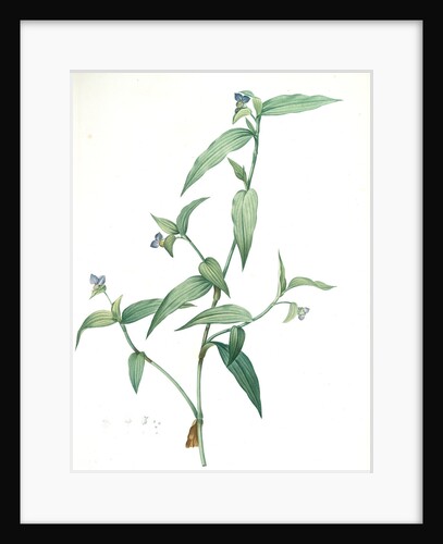Commelina vulgaris, Commeline vulgaire by Pierre Joseph Redouté