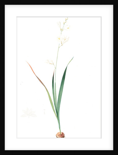 Ixia Candida, Ixia leucantha; Ixia blanche by Pierre Joseph Redouté