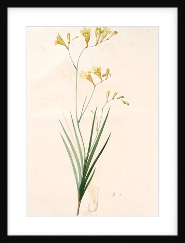 Gladiolus refractus, Freesia refracta; Glaïeul à tiges coudées; Freesia by Pierre Joseph Redouté