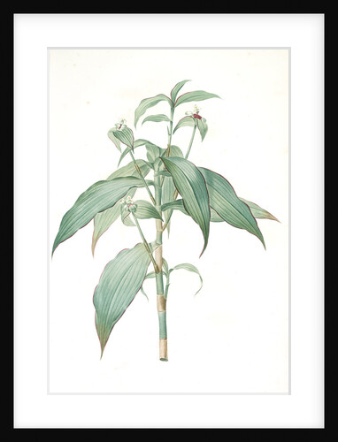 Commelina zanonia, Campelia Zanonia; Comméline de Zamoni, Tradescantia zanonia; Mexican flag by Pierre Joseph Redouté