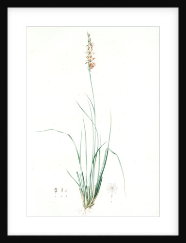 Pleea tenuifolia, Pleea à feuilles menues, Rush featherling by Pierre Joseph Redouté