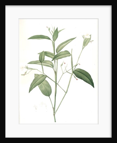 Maranta arundinacea, Maranta roseau; Arrowroot, Obedience plant by Pierre Joseph Redouté