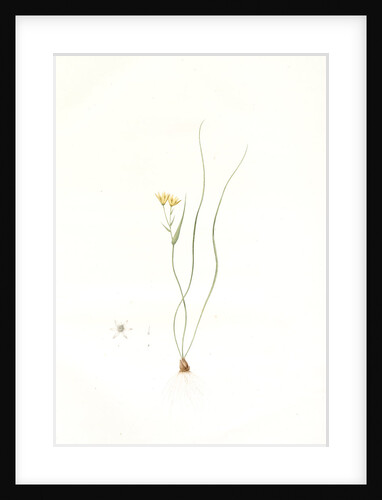 Ornithogalum spathaceum, Gagea sp; Ornthogale a spathe, Sheath yellow star by Pierre Joseph Redouté