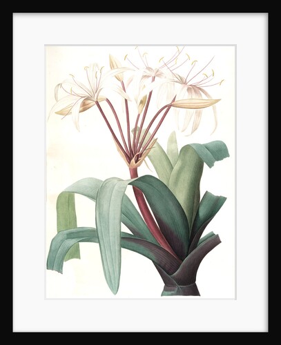 Crinum erubescens, Crinum rougeâtre, Swamp Lily by Pierre Joseph Redouté