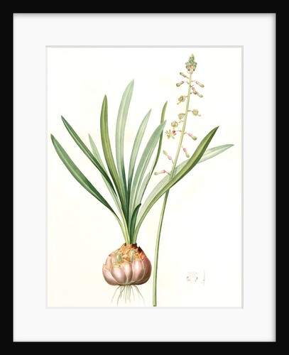 Drimia elata, Drimia élevé, Tall Drimia by Pierre Joseph Redouté