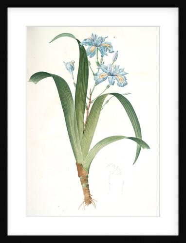 Iris fimbriata, Iris japonica, Fringe Iris by Pierre Joseph Redouté
