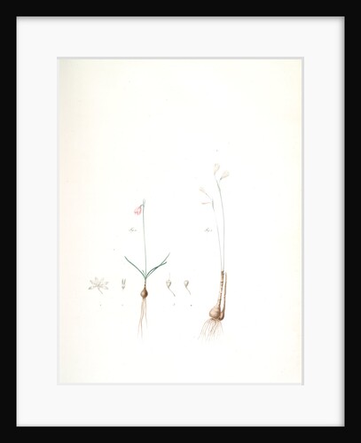 Leucoïum trichophyllum, Leucoium autumnale; Nivéole d'automne {autumn snowflake by Pierre Joseph Redouté