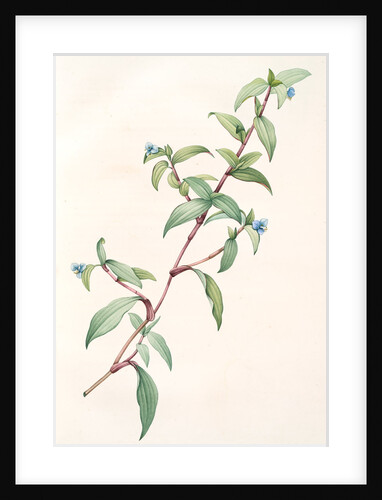Commelina rubens, Commelina pallida; Comméline rougeâtre by Pierre Joseph Redouté
