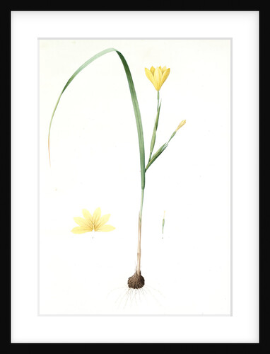 Sisyrinchium collinum, Homeria sp.;Sisyrinche des collines by Pierre Joseph Redouté