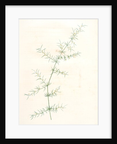 Asparagus tricarinatus, Asparagus verticillatus; Asperge à trois carènes by Pierre Joseph Redouté