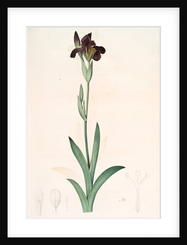 Iris lurida, Iris brun, Dingy-coloured Flag by Pierre Joseph Redouté