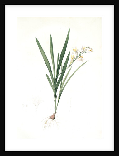 Gladiolus Xanthospilus, Freesia refracta; Glaïeul à taches jaunes by Pierre Joseph Redouté