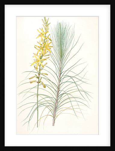Asphodelus capillaris, Asphodeline liburnica; Asphodèle capillaire, Jacob's rod by Pierre Joseph Redouté