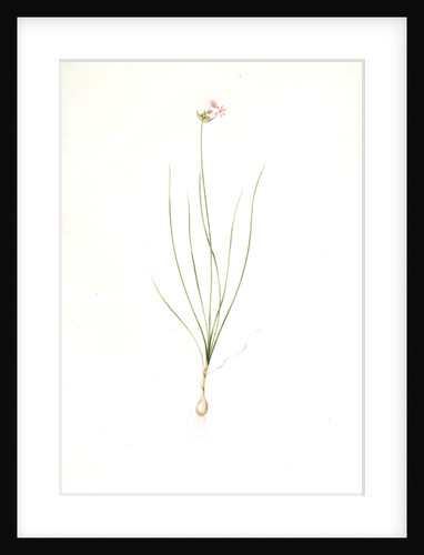 Allium mutabile, Ail changeant, Wild onion; Purple onion by Pierre Joseph Redouté
