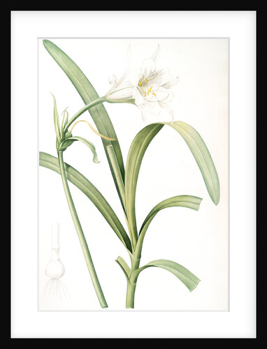 Sisyrinchium palmifolium, Eleutherine plicata; Bermudinne à feuilles plissées by Pierre Joseph Redouté