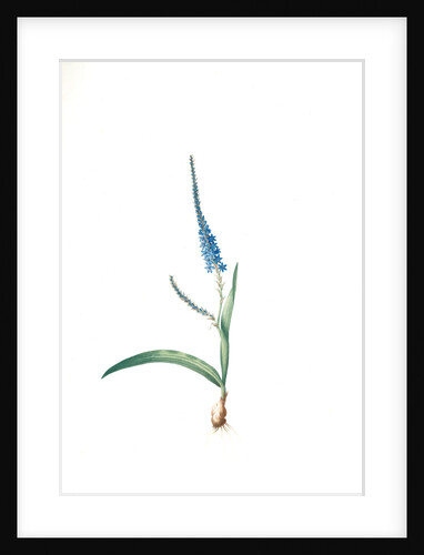 Ixia plantaginea, Micranthus plantagineus; Ixia plantain, Plantain lily by Pierre Joseph Redouté
