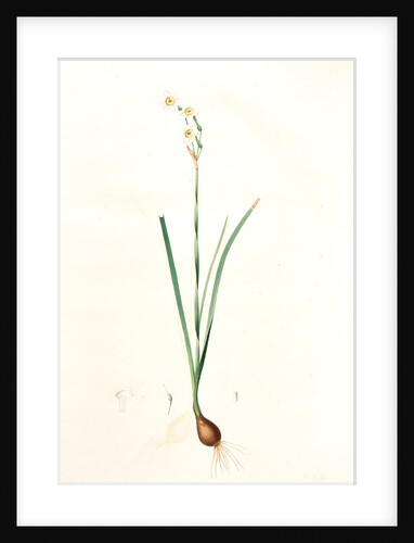 Narcissus dubius, Narcissus Tazetta; Narcisse douteux; Polyanthus Narcissus, Bunchflower Daffodil; Cream Narcissus] by Pierre Joseph Redouté