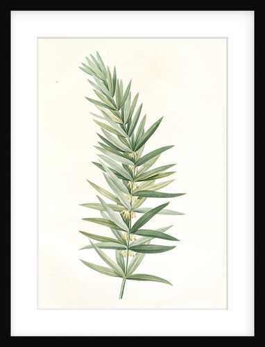 Polygonatum verticillatum, Polygonatum verticille, Whorled Solomon's seal by Pierre Joseph Redouté